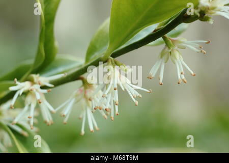 Sarcococca confusa (Sweet box), également appelé boîte de Noël, en fleurs dans un jardin d'hiver, UK Banque D'Images