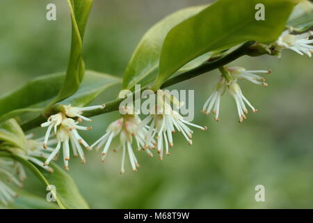 Sarcococca confusa (Sweet box), également appelé boîte de Noël, en fleurs dans un jardin d'hiver, UK Banque D'Images