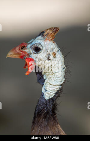 Gros plan d'une pintade de Numidie (Numida meleagris) à Praslin, Seychelles. Banque D'Images