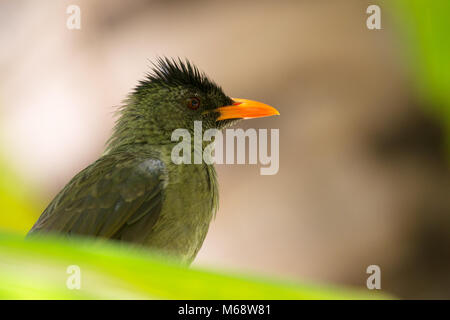 Gros plan d'une Seychelles bulbul (Hypsipetes crassirostris) à Praslin, Seychelles. Banque D'Images