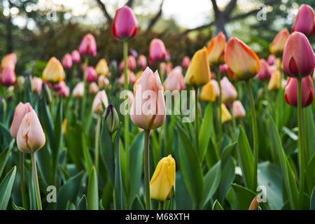 Tulipes colorées au jardin Shakespeare in Central Park, New York City Banque D'Images