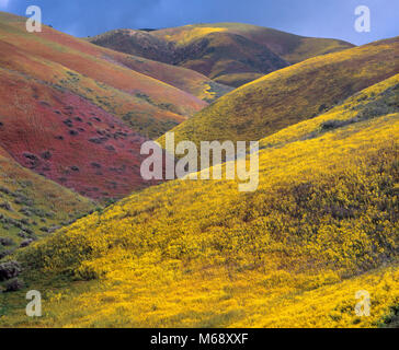 Fleurs sauvages, Tremblor Range, Carrizo Plain National Monument, San Luis Obispo County, Californie Banque D'Images