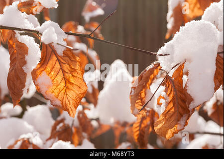 Le cuivre hêtre pourpre Fagus sylvatica f. purpurea, la fonte de neige et de gouttes off formant icicle sur journée d'hiver amer Banque D'Images