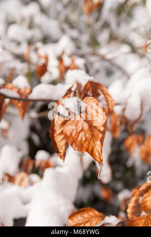 Le cuivre hêtre pourpre Fagus sylvatica f. purpurea, la fonte de neige et de gouttes off formant icicle sur journée d'hiver amer Banque D'Images