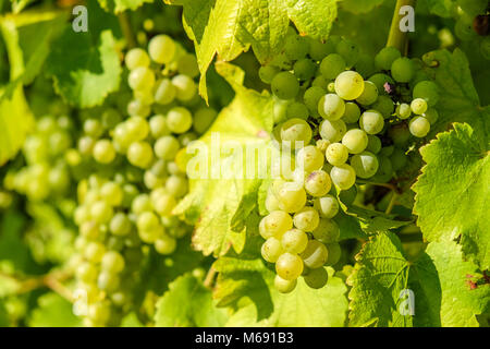 Blanc Riesling Frais de pendaison de vigne dans la région de vinification Banque D'Images