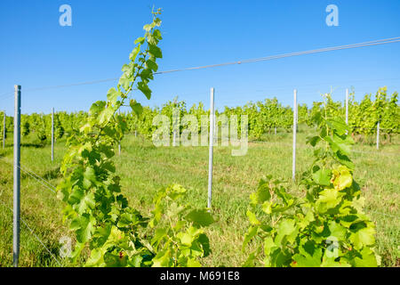 Vignoble vinification moderne dans les régions de l'Europe Banque D'Images