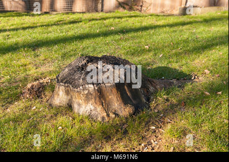 Vestiges d'ash tree stump carbonisés, reste en nouvelle pelouse plantées arbre abattu, en raison de la maladie, le dépérissement des cendres d'un danger et une menace pour d'autres arbres Banque D'Images