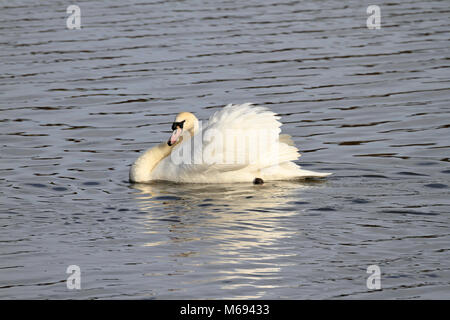 Des profils Cygne muet, Cygnus olor dans 'la rue' affichage territorial, England, UK. Banque D'Images