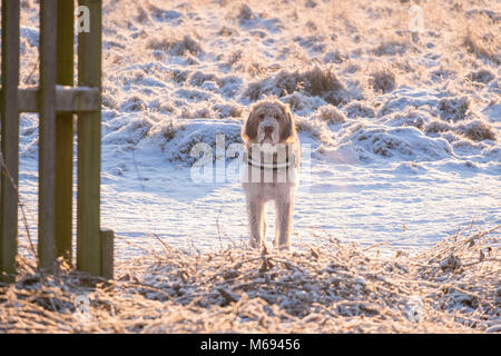 Promenade de chiens dans la neige Banque D'Images