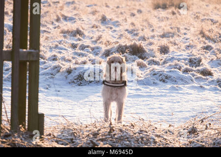 Promenade de chiens dans la neige Banque D'Images