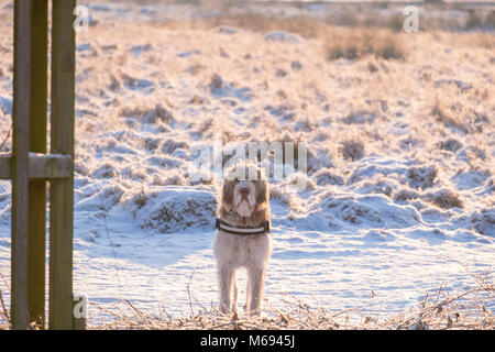 Promenade de chiens dans la neige Banque D'Images