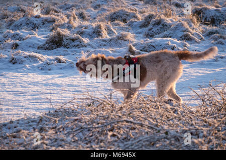 Promenade de chiens dans la neige Banque D'Images