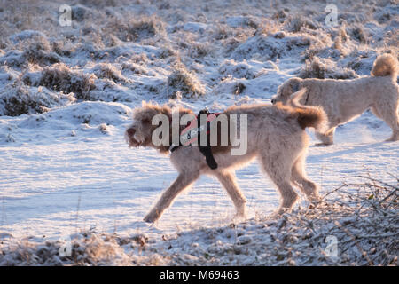 Promenade de chiens dans la neige Banque D'Images