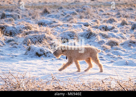 Promenade de chiens dans la neige Banque D'Images