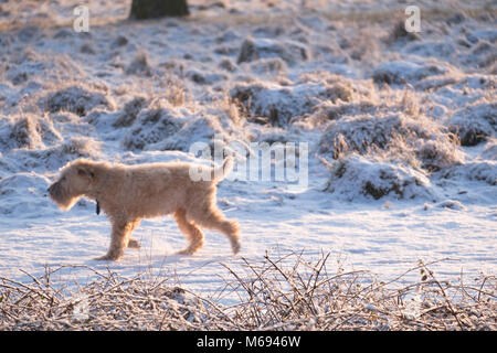 Promenade de chiens dans la neige Banque D'Images