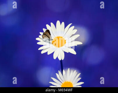 Belle petite séance de papillon sur une fleur de Marguerite blanche dans un pré Banque D'Images