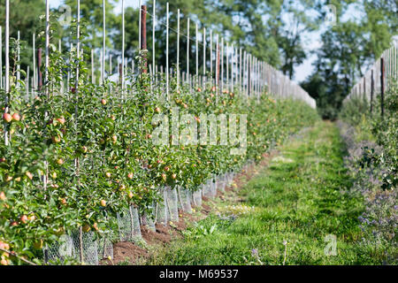 Les jeunes arbres fruitiers dans les vergers modernes sur fruit farm Banque D'Images