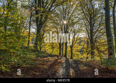 Couleurs d'automne que le soleil brille à travers les Hêtres le long des sentiers boisés de la Rivington Chorley Lancashire UK campagne Banque D'Images