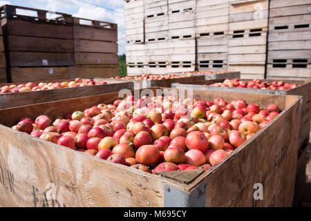 Pommes rouges dans des caisses en bois sur une ferme de fruits Banque D'Images