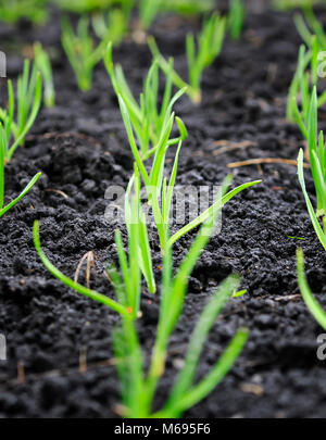 Les premières pousses de jeunes oignons verts poussent dans le jardin de printemps Banque D'Images