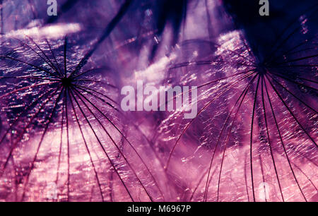 La toile de fond naturelle des graines de la fleur de pissenlit close-up dans des tons violet Banque D'Images