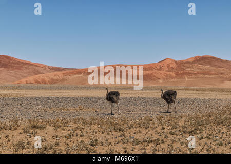 Promenades d'autruche dans le désert de Sossusvlei, Namibie, avec dunes rouges. Banque D'Images