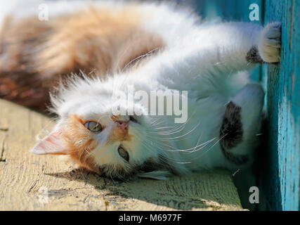 Gracieuse mignon fluffy cat allongé sur un banc en bois dans la lumière du soleil du printemps Banque D'Images