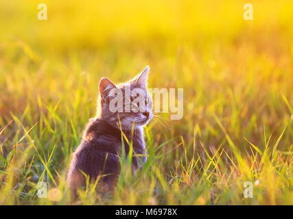 Beau chat rayé est assis dans l'herbe verte sur une prairie ensoleillée en été Banque D'Images