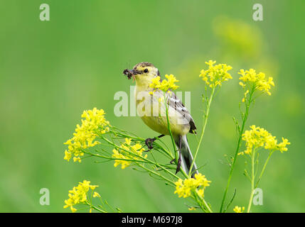 La Bergeronnette printanière oiseau posé sur champ de colza en fleurs avec des insectes dans le bec Banque D'Images