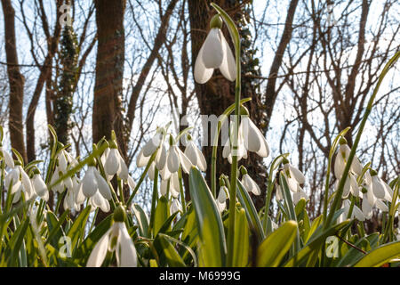 Chutes de neige fleuries au début du printemps à l'Arboretum Alcsut Banque D'Images