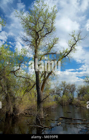 Sur les peupliers de Barr Lake, Barr Lake State Park, Colorado Banque D'Images