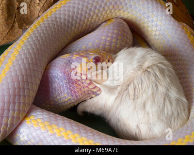 Python royal ozawa morph Python regius pastel de la souris de l'alimentation Banque D'Images