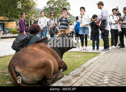 19 février 2018 - Ngong Ping, Lantau Island, Hong Kong. Les personnes qui prennent des photos d'une vache au monastère Po Lin. Banque D'Images