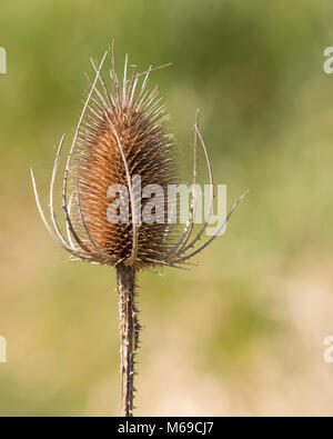 Tête de mort une Cardère sauvage Dipsacus fullonum (usine). Tipperary, Irlande Banque D'Images