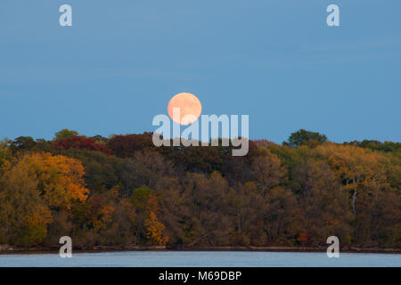 Le réglage Super Pleine Lune au-dessus des arbres sur la rivière Niagara, montrant au large de la couleur à l'automne. Banque D'Images