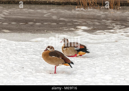 Canards debout dans la neige sur un lac gelé Banque D'Images