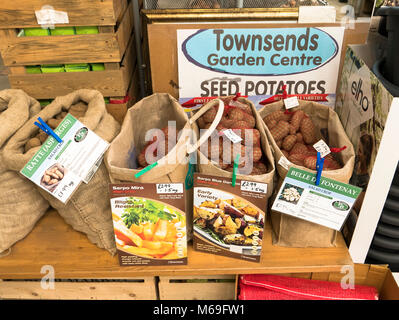 Les plants de pommes de terre nouvelles affichées dans un jardin anglais centre en Février Banque D'Images