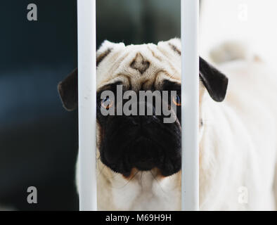 Coupable, chien chien Pug derrière les barreaux d'une barre de protection pour les chiens. Chien avec pitié, visage triste. Banque D'Images