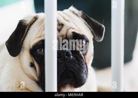 Coupable, chien chien Pug derrière les barreaux d'une barre de protection pour les chiens. Chien avec pitié, visage triste. Banque D'Images