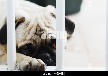 Coupable, chien chien Pug derrière les barreaux d'une barre de protection pour les chiens. Chien avec pitié, visage triste. Banque D'Images