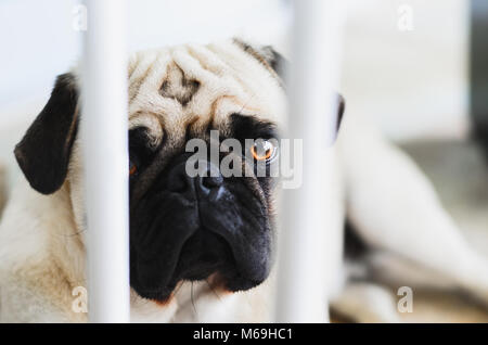 Coupable, chien chien Pug derrière les barreaux d'une barre de protection pour les chiens. Chien avec pitié, visage triste. Banque D'Images