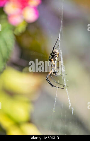Jardin araignée jaune tourner un site web Banque D'Images
