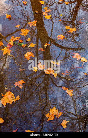 Reflet des feuilles d'automne dans une flaque d'eau de pluie. Genève Suisse. Genève. Suisse Europe Banque D'Images