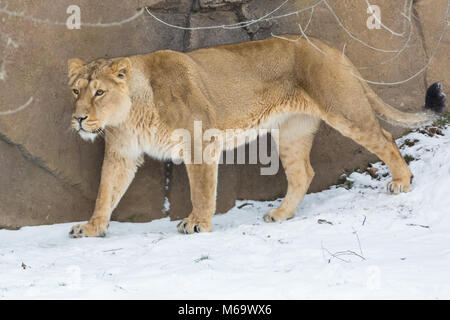 ZSL London Zoo, Londres, 1er mars 2018. Une lionne asiatique dans la 'Terre de l'enceinte des lions va heureusement pour une promenade dans la neige. Si une grande partie de l'Est de Londres sur un stand pendant une tempête encore Emma, les animaux au zoo de Londres ne semble pas à l'esprit un peu de neige et vent et semblent faire face aux températures hivernales beaucoup mieux que la plupart des londoniens. Credit : Imageplotter News et Sports/Alamy Live News Banque D'Images