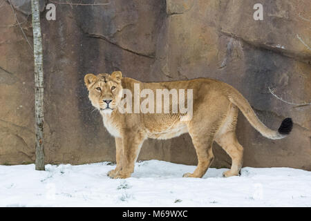 ZSL London Zoo, Londres, 1er mars 2018. Une lionne asiatique dans la 'Terre de l'enceinte des lions va heureusement pour une promenade dans la neige. Si une grande partie de l'Est de Londres sur un stand pendant une tempête encore Emma, les animaux au zoo de Londres ne semble pas à l'esprit un peu de neige et vent et semblent faire face aux températures hivernales beaucoup mieux que la plupart des londoniens. Credit : Imageplotter News et Sports/Alamy Live News Banque D'Images