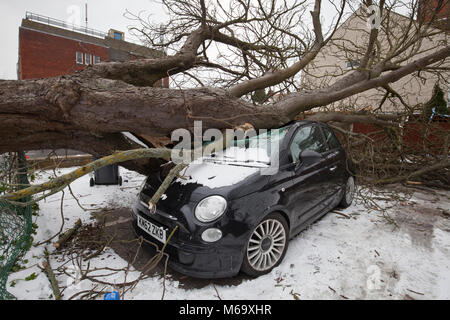 Gorleston-On-Mer, Norfolk. 1er mars 2018. Météo britannique. Une voiture inoccupée en stationnement est écrasée par un arbre tombé dans les hauts vents à Gorleston-On-Sea à Norfolk. Credit : Crédit : Adrian Adrian Buck Buck/Alamy Live News Banque D'Images