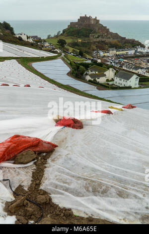 Jersey, Royaume-Uni. 2e Mar, 2018. Météo France : En raison de fortes pluies au début de l'année, puis des températures de gel la célèbre pomme de terre Jersey Royal est en danger de ne pas être en mesure de répondre à la demande au plus fort moment ventes au Royaume-Uni, au début de mai. Certains agriculteurs décrire la saison comme étant la pire saison pour 40 ans. Maintenant quelques deux semaines derrière,ils ont mis des couches supplémentaires de matériau non-tissé au cours de la première couche de plastique pour protéger la récolte. Credit : gallerie2/Alamy Live News Banque D'Images