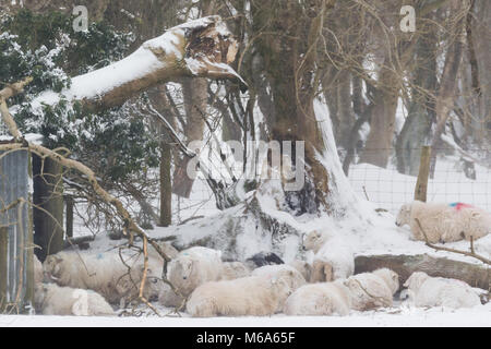 Les moutons à l'abri de la tempête les vents forts comme Emma, le temps froid se poursuit. © Ian Jones/Alamy Live News. Banque D'Images