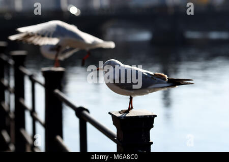 23 février 2018, Allemagne, Berlin : les mouettes s'asseoir sur les grilles à la rivière Spree. Photo : Maurizio Gambarini/dpa-Zentralbild/ZB Banque D'Images