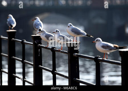 23 février 2018, Allemagne, Berlin : les mouettes s'asseoir sur les grilles à la rivière Spree. Photo : Maurizio Gambarini/dpa-Zentralbild/ZB Banque D'Images